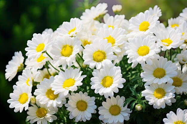 Flores de margarida branca