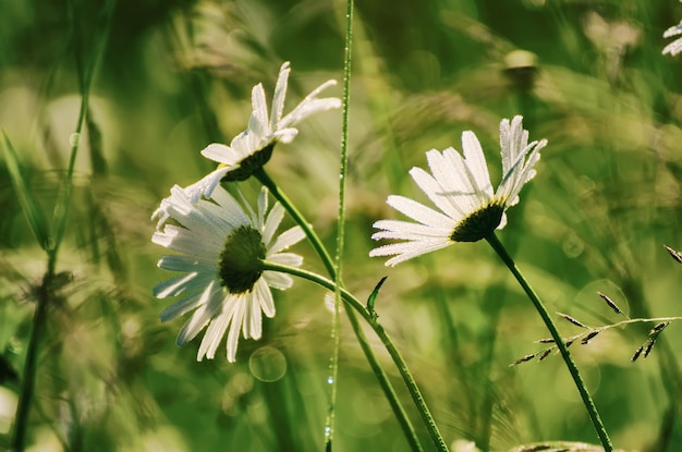 Flores de margarida de camomila selvagem crescendo em prado verde e espaço de cópia de fundo natural