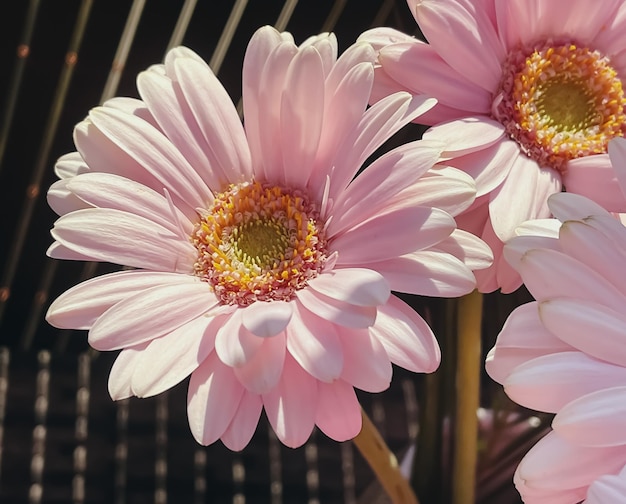 Flores de margarida rosa gerbera e conceito de natureza de primavera de céu ensolarado