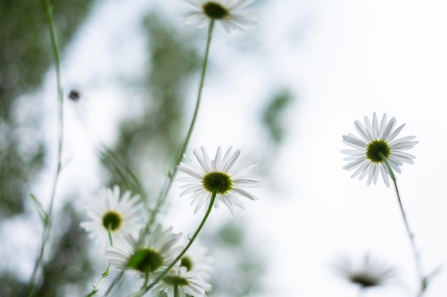 Flores de margaridas brancas na parte de trás contra o céu