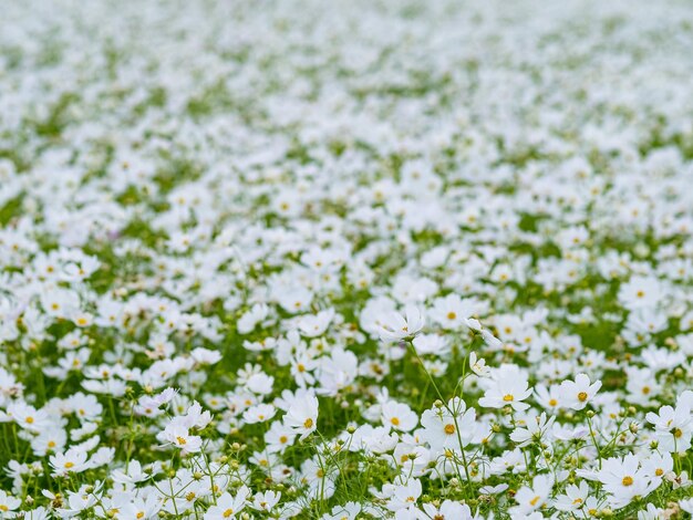 Flores de margaridas selvagens crescendo no campo de camomilas brancas de prado