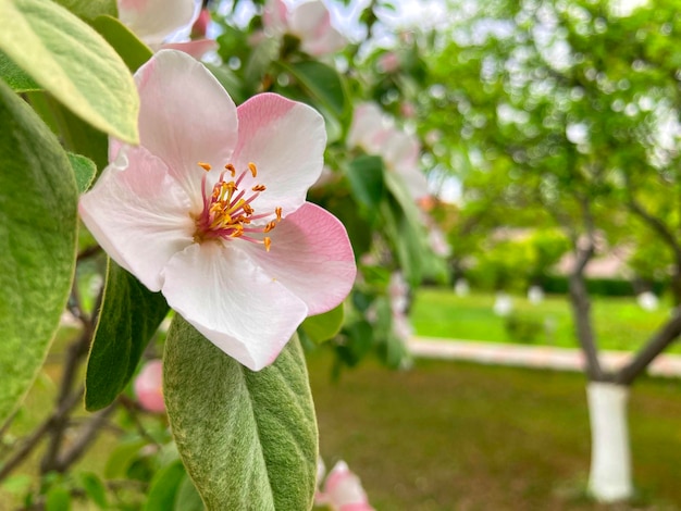 Flores de marmelo Cydonia oblonga também chamado de marmelo é uma espécie de arbusto ou pequena árvore da família Rosaceae Seus frutos são marmelos também chamados de maçãs douradas ou peras Cydonia