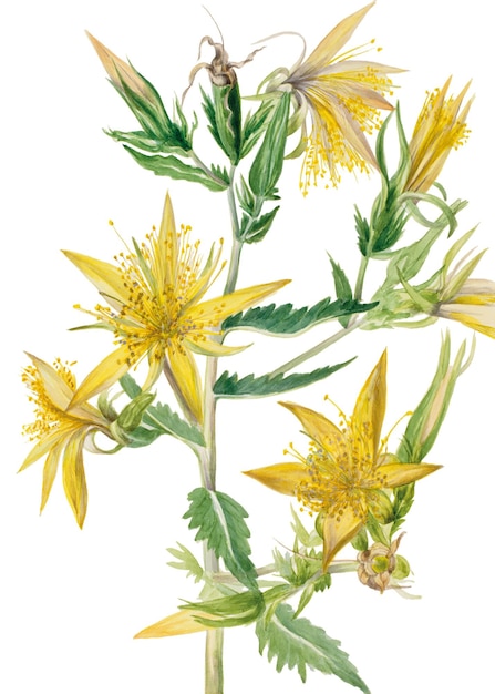 Flores de Mentzelia laevicaulis ilustração em png