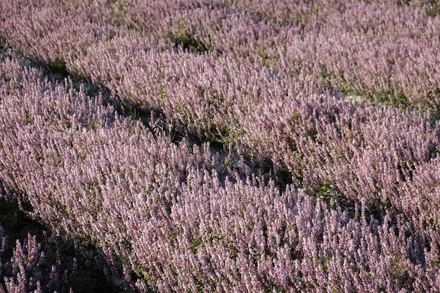 Flores de mesona roxas rosa na fazenda, Taiwan