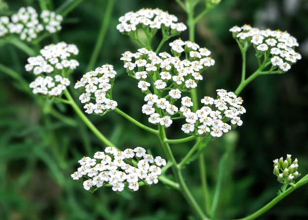 flores de milefólio branco crescem em um jardim de flores. cultivo e coleção de conceito de plantas médicas