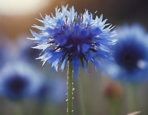 Flores de milho azuis