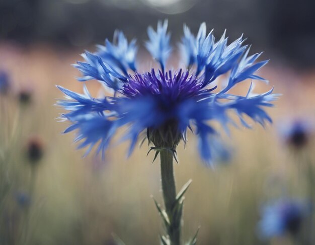 Flores de milho azuis