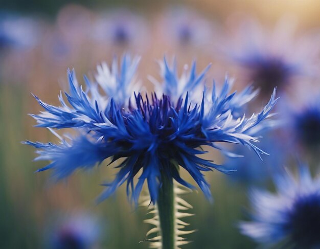 Flores de milho azuis