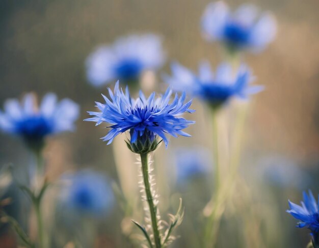 Flores de milho azuis