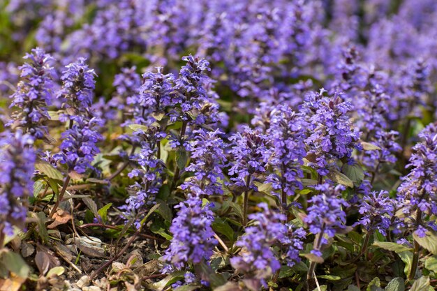 Flores de milho roxas florescem em uma clareira na primavera