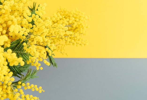 Foto flores de mimosa amarela em fundo amarelo e cinza horizontalmente. cor do ano. copie o espaço.