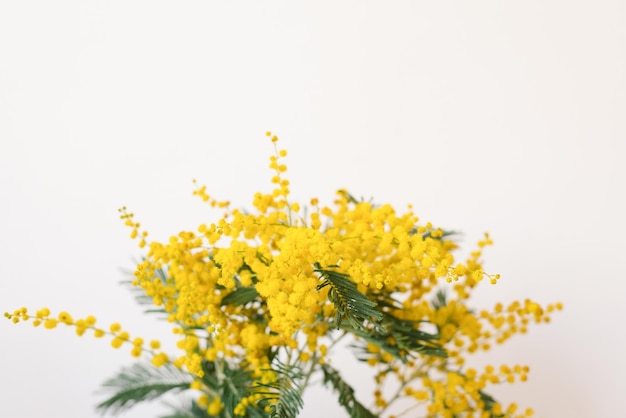 Flores de mimosa amarelas em close em um cartão de férias de fundo claro