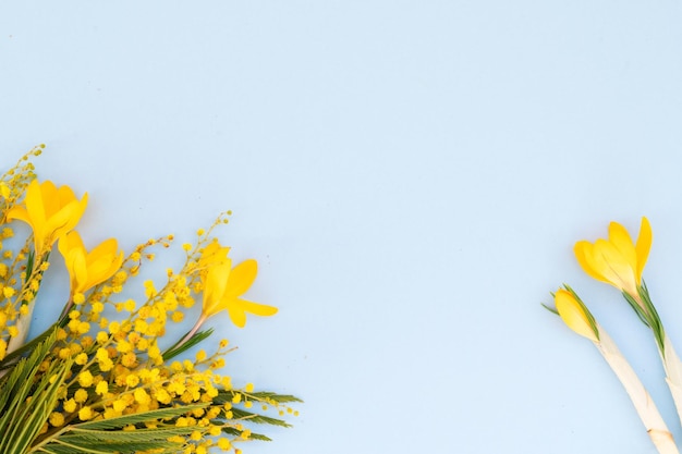 Flores de mimosa em fundo azul