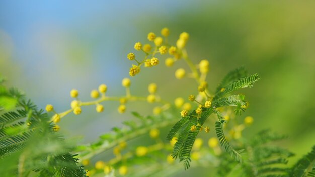 Flores de mimosa florecendo ramo da primavera flores de mimosa no parque bokeh ensolarado luz primavera está chegando