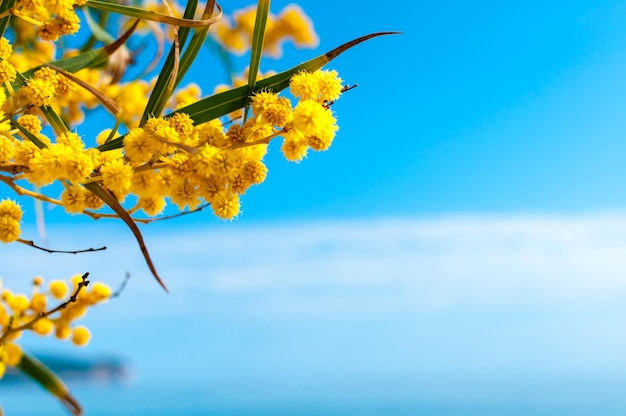 Flores de mimosa sob o céu azul