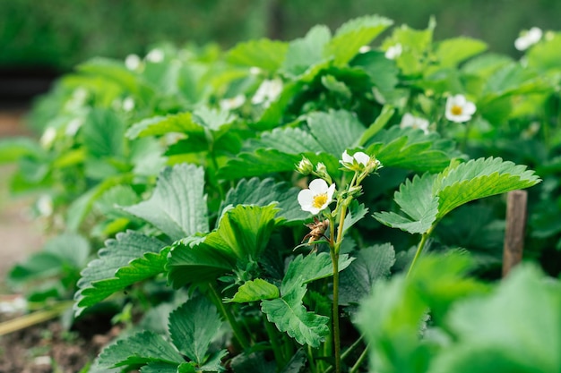 Flores de morango brancas com folhas verdes crescem na cama no jardim em dia ensolarado de verão. Orgânico, fazenda, vitaminas.