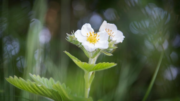 Foto flores de morango na floresta no verão