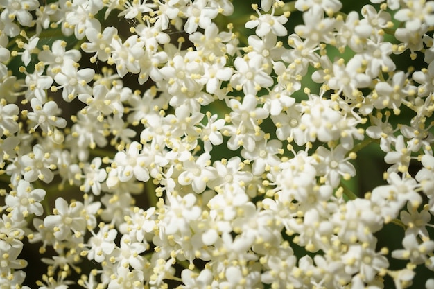 Flores de morango-preto