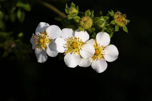 Flores de morango silvestre closeup foco seletivo Fundo de verão floral natural