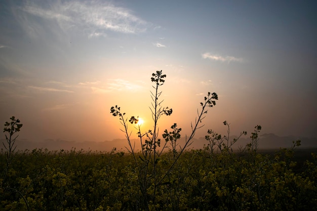 Foto flores de mostarda amarelas molhadas de orvalho no campo com paisagem nevoenta do nascer do sol dourado da manhã de inverno