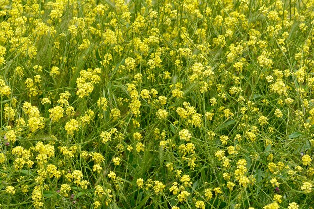 Flores de mostarda branca