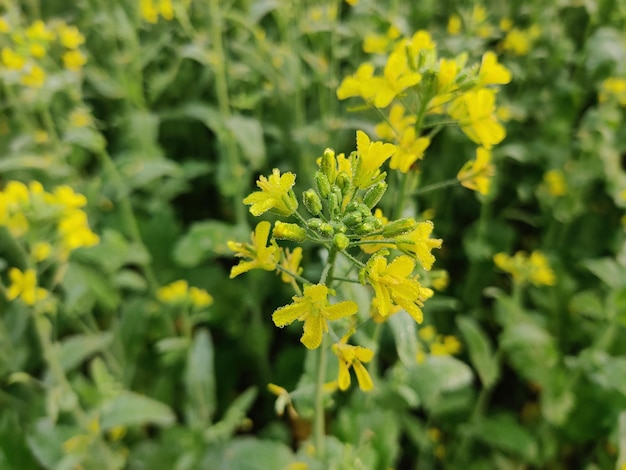 Flores de mostarda isoladas em fundo verde