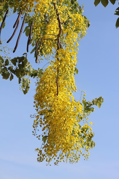 Flores de multiplicação