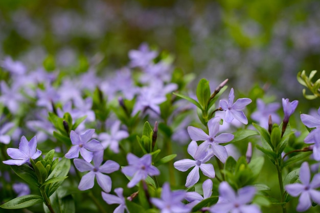 Flores de murta murta rastejante Flores azuis prado foco suave Vinca menor flores de pervinca menor