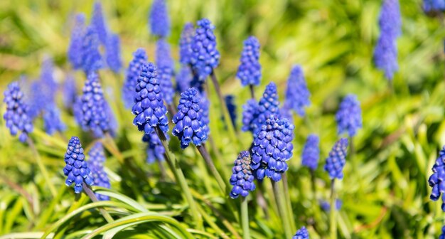 Flores de muscari florescem primavera natureza em flor