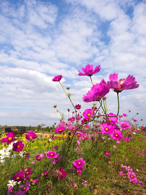 Flores de musgo rosa sob céu azul nublado