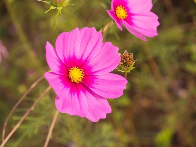 Flores de musgo rosa sob céu azul nublado