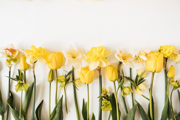 Flores de narciso e tulipas amarelas em branco