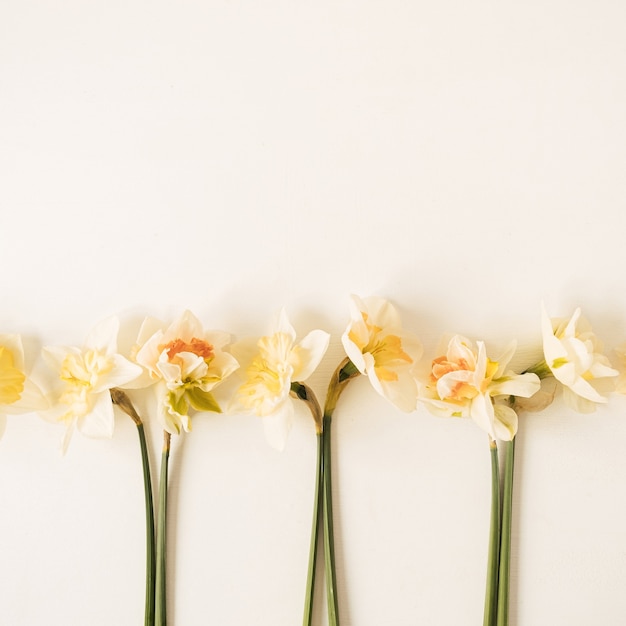 Flores de narciso em branco