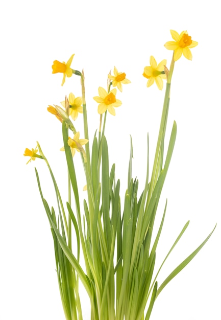 Flores de Narciso isoladas no fundo branco