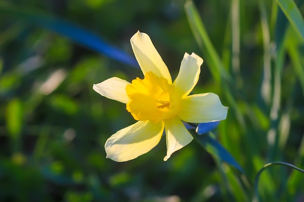 Flores de narciso na época de floração