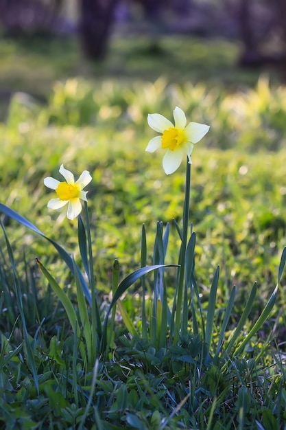 Flores de narciso na época de floração