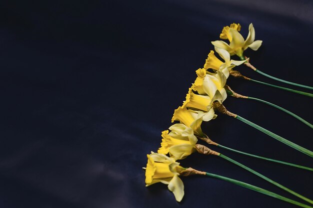 Flores de narcisos amarelos em fundo escuro