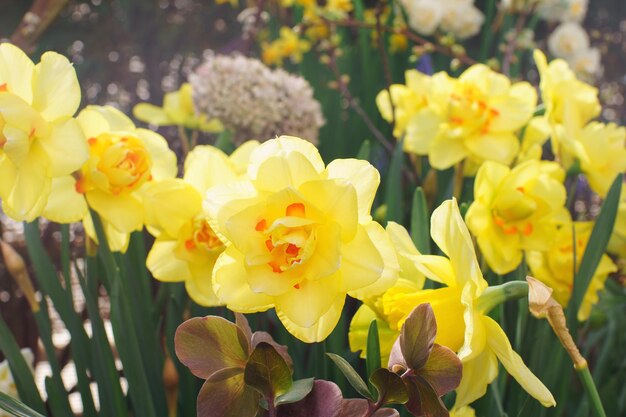 Flores de narcisos em flor em dia ensolarado em um jardim com foco seletivo suave