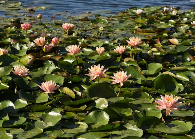 Flores de nenúfar rosa em um lago 2