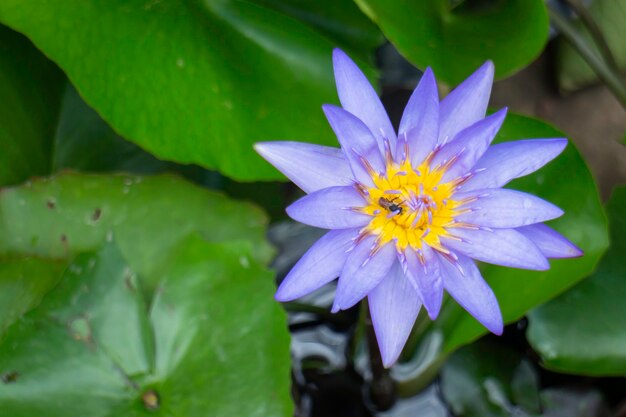 Flores de nenúfares na superfície da água, stock photo