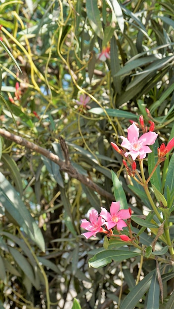 Flores de nerium oleander também conhecido como rose laurel adelfa blanca etc