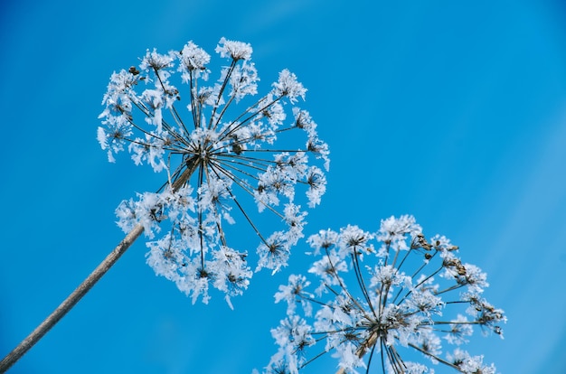 Flores de neve cristalinas contra o céu azul. Maravilha do inverno dos cristais de geada da natureza.