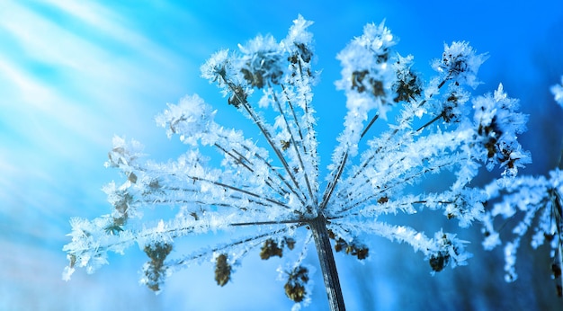 flores de neve de cristal