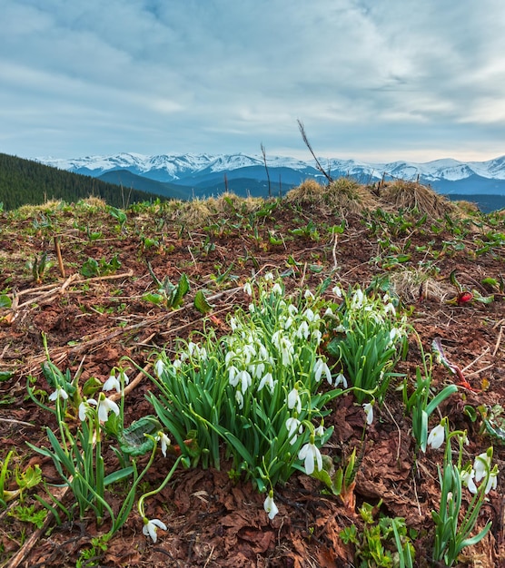 Flores de neve nas montanhas da primavera
