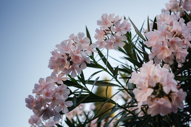 Flores de oleandro branco e rosa contra o céu azul