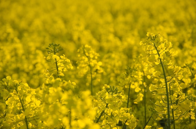 Flores de óleo no campo de colza