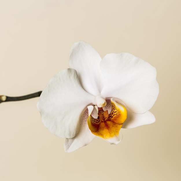 flores de orquídea amarelas brancas no fundo branco