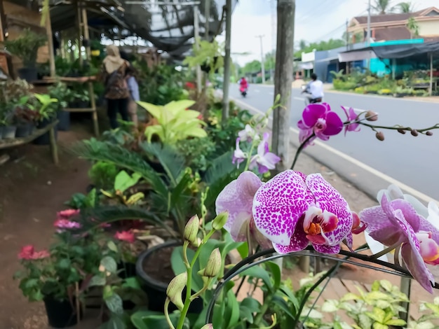 Flores de orquídea com manchas roxas