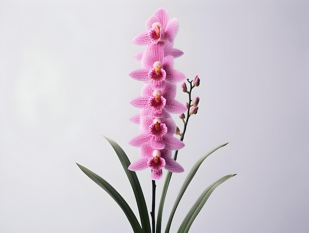 Flores de orquídea de cauda de raposa em fundo de estúdio, flores de orquídeas de caoda de raposa lindas imagens de flores