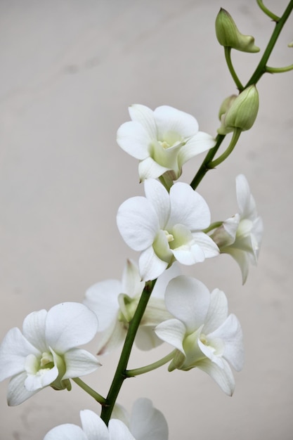 Flores de orquídea dendrobium brancas crescendo frescas em uma panela